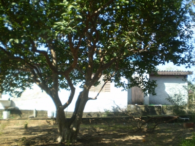 engDebora