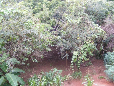 engDebora