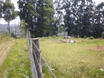 engDebora